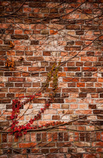 Red ivy hedge creeper on wall by Arletta Cwalina
