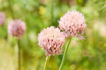 Pink chives flowering plant by Arletta Cwalina