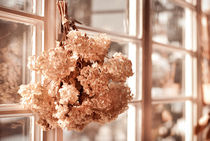 hortensia old dried bouquet hang by Arletta Cwalina