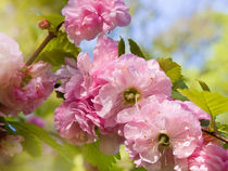 Almond blossoms pink flowering von Arletta Cwalina