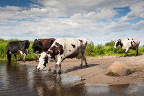 Herd of cows walking across puddle by Arletta Cwalina