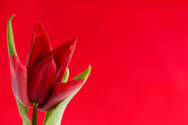 Blooming one single red tulip by Arletta Cwalina