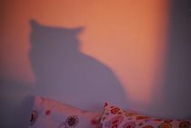 Katze im Abendlicht... von loewenherz-artwork