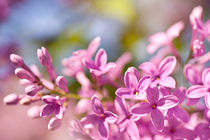 Lilac flowerets bright pink by Arletta Cwalina