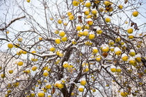 apples sag on tree in snow by Arletta Cwalina