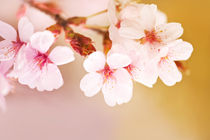 Blooming fairy cherry tree by Arletta Cwalina
