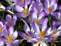 Purple Crocus Flowers by Jacqi Elmslie
