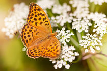 Argynnis paphia butterfly beauty by Arletta Cwalina