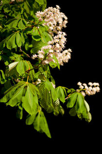 blooming Aesculus tree on black by Arletta Cwalina