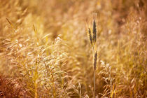 Golden cereal plant photo von Arletta Cwalina