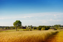 Rural wheat field view by Arletta Cwalina