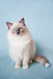 Admirable blue eyes kitty by Arletta Cwalina