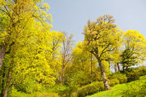 Green spring trees foliage by Arletta Cwalina