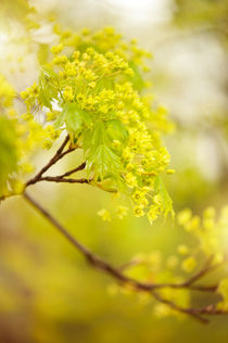 Acer flowering twig detail by Arletta Cwalina