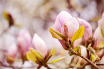 Magnolia beauty flowering in spring by Arletta Cwalina