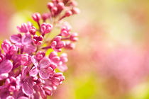 Lilac flowerets bloom bright pink by Arletta Cwalina