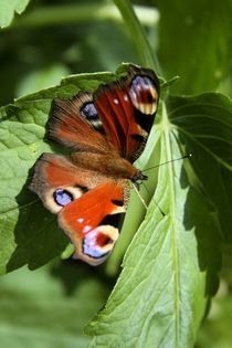 Schmetterling von Robert Barion