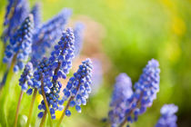 Blue Muscari Mill flowers by Arletta Cwalina