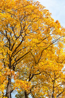 Yellow leaves autumn trees by Arletta Cwalina