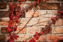 Red ivy leaves creeper on wall by Arletta Cwalina