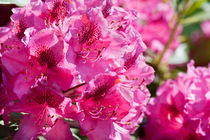 Rhododendron or Azalea blossoms bunch by Arletta Cwalina