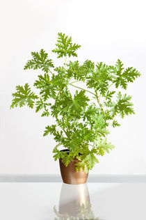 Pelargonium citrosum plant by Arletta Cwalina