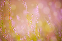 Subtle pink heather macro by Arletta Cwalina