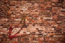 Red ivy hedge climber on wall von Arletta Cwalina
