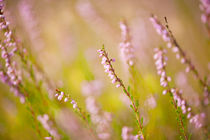 Soft focus of pink heather macro by Arletta Cwalina
