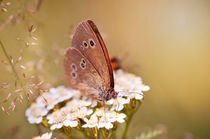 Ringlet brown butterfly sitting by Arletta Cwalina