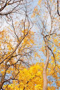 Yellow autumn leaves on trees by Arletta Cwalina