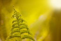 green Dryopteris called wood fern by Arletta Cwalina
