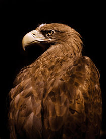 Aquila chrysaetos Golden eagle by Arletta Cwalina