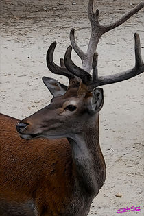Deer IV von Carlos Segui