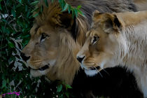 Lions  by Carlos Segui