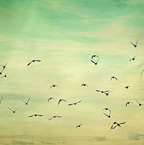 Fly Away .. by rosanna zavanaiu