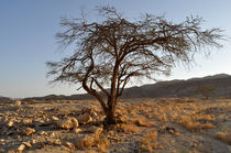 Tree in the desert by Michael Lichtenstein