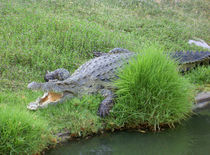 Crocodilly by Michael Lichtenstein