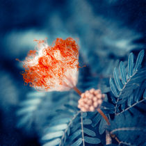 Acacia Flower by cinema4design