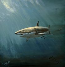 White Shark by Peter Schmidt