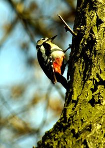 Buntspecht I - great spotted woodpecker I by mateart