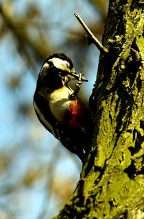 buntspecht II - 'nase' putzen - hatschi ;-) /  	great spotted woodpecker - blowing it's 'nose' - God bless you ;-) von mateart