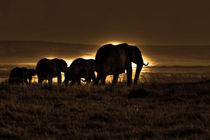 Elephant Herd On The Masai Mara by Aidan Moran