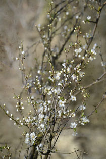 Kirschblüten II- Cherry blossom by Chris Berger