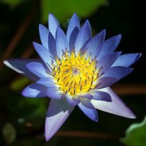 Blue Lotus  von Rob Hawkins