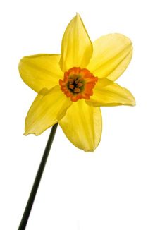 Daffodil  by Jeremy Sage