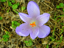 Beautiful flower in violet colour by esperanto