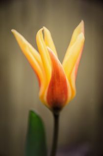 Tulip beauty von Jeremy Sage