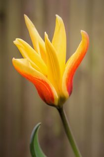 Tulip by Jeremy Sage