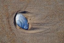 Die Muschel - The Seashell von Jörg Hoffmann